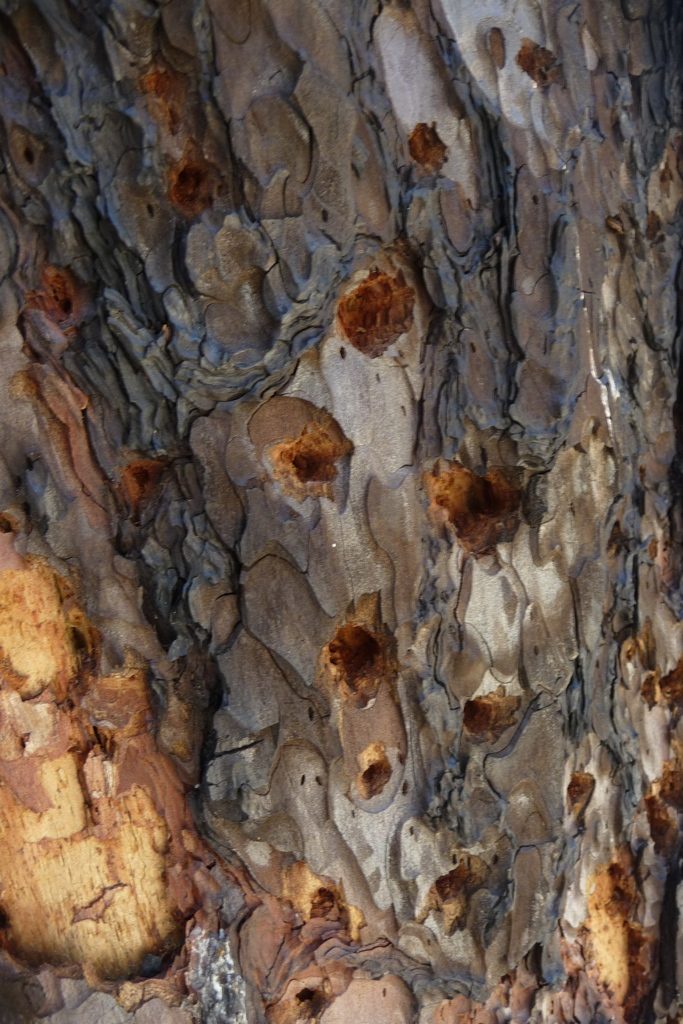 Holes made by woodpeckers