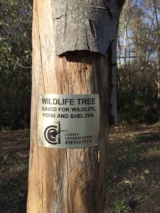 Wildlife tree saved for wildlife food & shelter