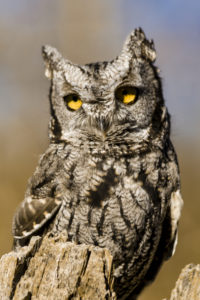 Western Screech-Owl by Teri Virbickis