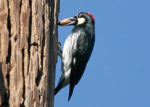 thumb_Acorn Woodpecker with acorn photo by John Avise_1024