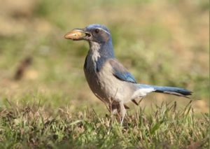 thumb_Western Scrub-Jay Tom Grey_1024