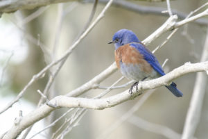 Bluebird at Mason by Peggy Honda