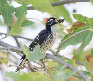 Male Nuttall's Woodpecker ready to deliver prey at nest site. Photo by Peggy Honda