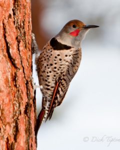 Northern Flicker male at trunk Dick Tipton_1024