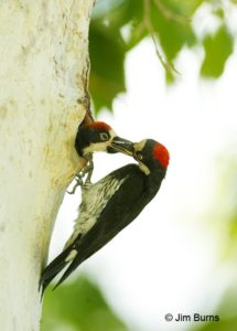 thumb_Acorn-Woodpecker-female-feeding male nestling Jim Burns_1024