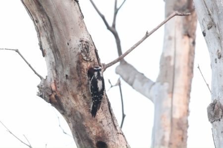 Unravelling a mystery in a woodpecker’s cavity