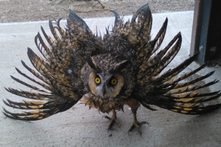 Outhouses trap owls!   Here’s the foul story.