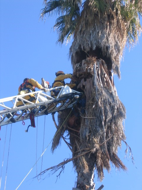 LA Fire Department attempt to rescue tree worker