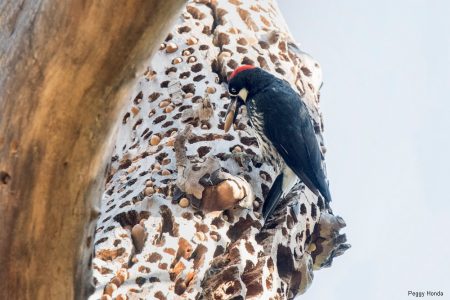 Acorn Woodpeckers in Silverado, CA get help from Southern California Edison Electric Company