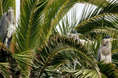 Dead or Alive, Palms can Pose Increased Safety Risks for Birds, Tree care Providers and the Public