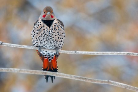 Northern Flicker:  Considerations for Tree Care Providers in Western North America