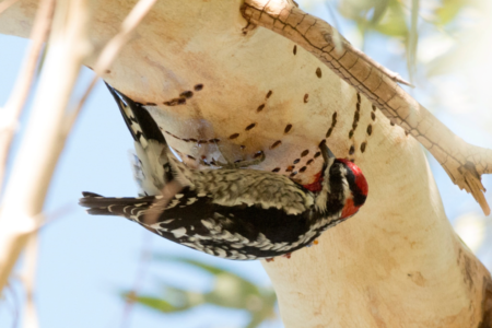 The ‘troublesome’ Sapsucker is a Good Neighbor to ‘double-dipping Forest Dwellers.