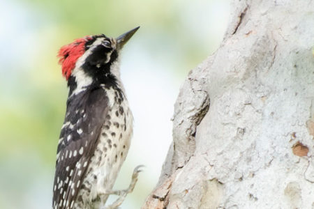 Woodpeckers point to a solution for safety-minded arborists