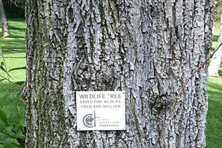 The CCI is designated as a Conservation Milestone