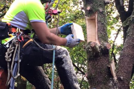 Portland arborist promotes pruning dead trees for wildlife