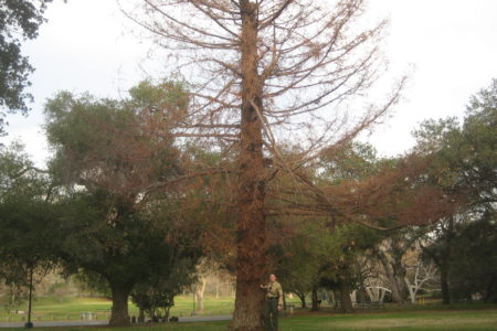 A ranger, a redwood and a mistake turned good