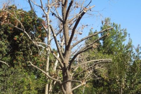Praising trailblazers and their trophy trees!