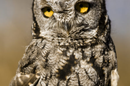 When eyes are candles