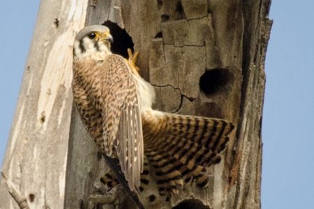 Nest boxes-  Pride and Prejudice Revisited