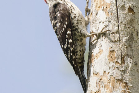 Yummy, yummy bugs for my tummy!