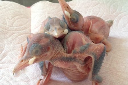 Just hatched and orphaned