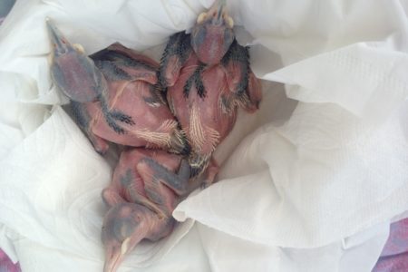 California Arborist becomes benefactor to orphaned woodpeckers