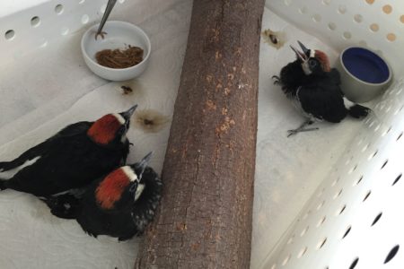 Rescued baby woodpeckers half way to release