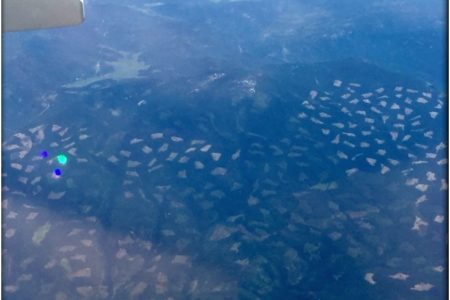 What we ask of trees