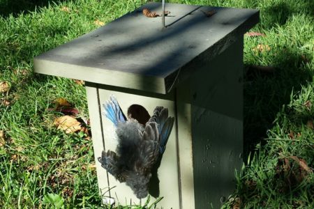 Fatal nesting material found in parks