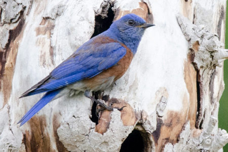 Our video story of a dying tree