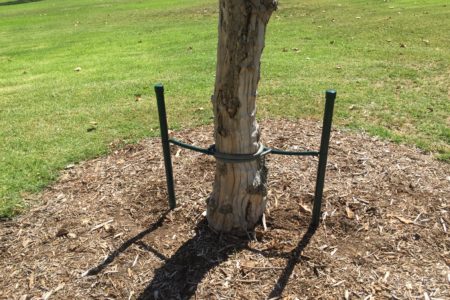 Park staff approve “crutches” for small dead tree
