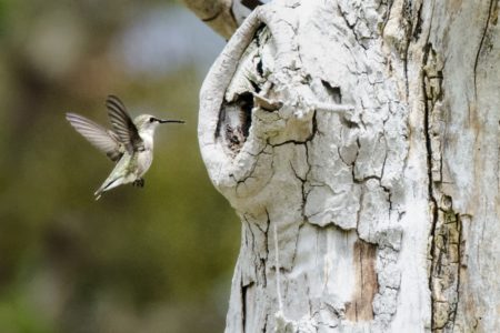 Hummingbirds finds meals in dead trees
