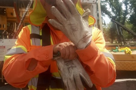 Wildlife-trained Tree Care Workers act as First Responders for Baby Hawks