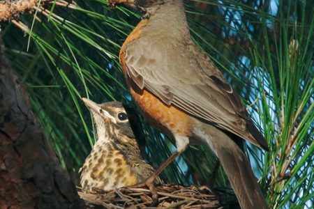 How to doom a Robin’s nestlings without trying