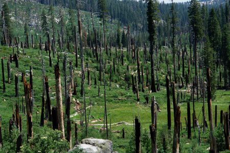 Reflections on Tree Mortality and Wildfire in California.  Let’s become better informed.