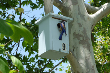 Nest boxes support cavity nesting birds where dead trees are absent.  Now more than ever, trained volunteers are needed to care for them!