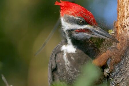 New Study Shakes Up Long-held Belief on Woodpecker Hammering