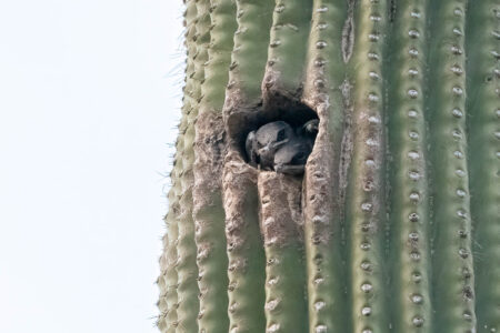 Desert Martins Need a Home for the Next 150 Years